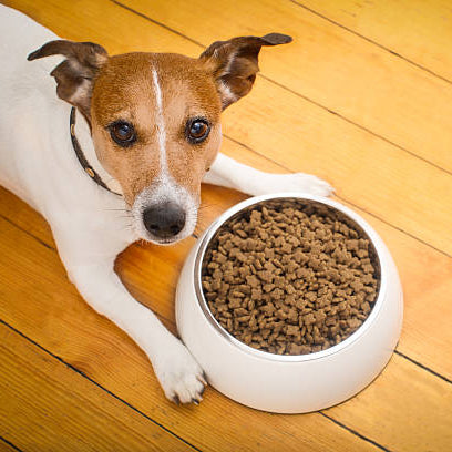 Dog Dry Food - Regular Plan