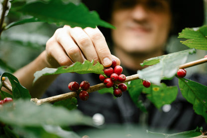 Coffee Exotica